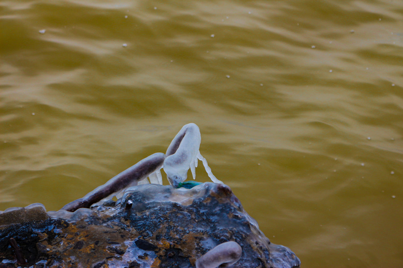 HIGH ANGLE VIEW OF BIRD ON ROCK IN LAKE