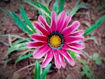 flowering plant