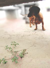 Dog standing outdoors