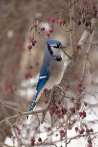 Close-up of bird perching on a tree