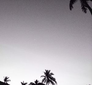 palm tree
