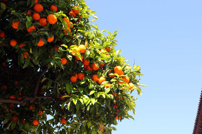 Low angle view of orange tree against clear sky