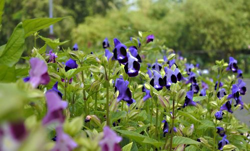 Close-up of purple flowering plants on field