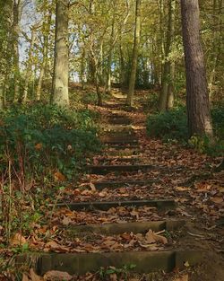 View of trees in forest