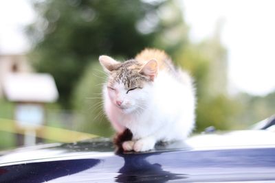 Cat sitting on a car