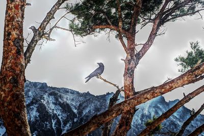 Low angle view of bird perching on tree