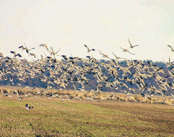 large group of animals