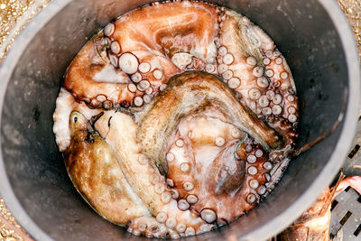 High angle view of fish in container