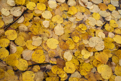 Full frame shot of yellow autumn leaves