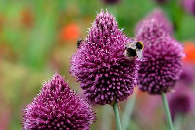 Close-up of bee on purple flowers