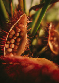 Close-up of red rose flower