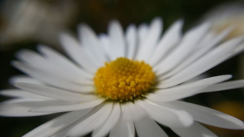 Close-up of white daisy blooming outdoors