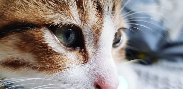 Close-up of cat