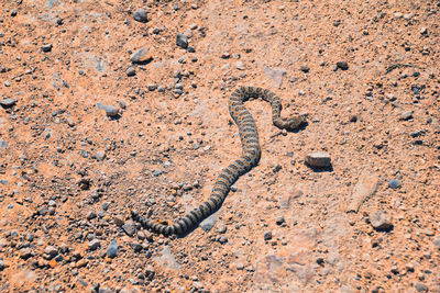 High angle view of snake