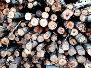 Full frame shot of logs in forest