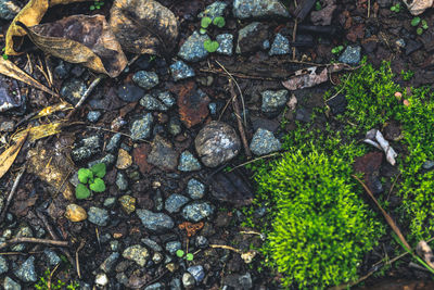 High angle view of rocks on field