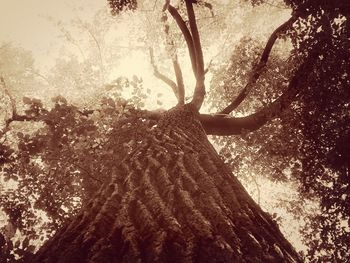 Low angle view of tree trunk