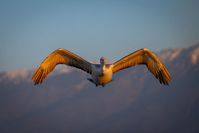 Low angle view of bird flying against sky