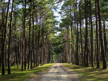 Dirt road amidst trees in forest