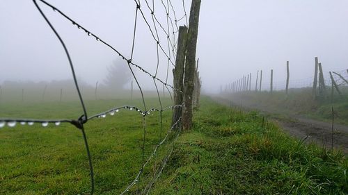 Tree in field against sky during foggy weather