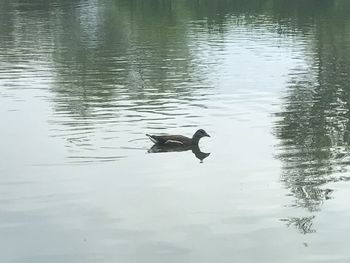 Bird swimming in lake