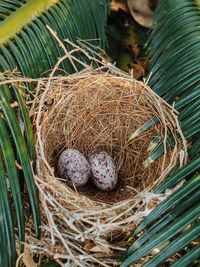 High angle view of bird in nest