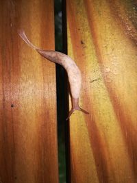 Close-up of insect on wood