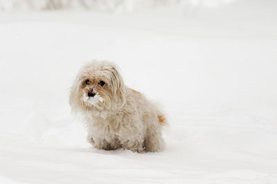 Portrait of dog on snow