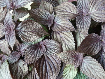 Full frame shot of flowering plant