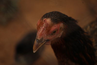 Close-up of a bird looking away