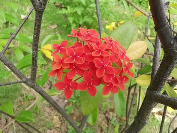 Close-up of red flowering plant
