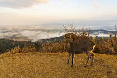 View of sheep on field