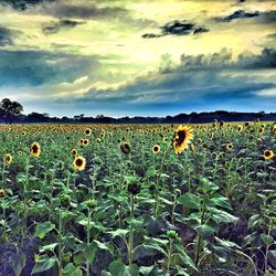 Scenic view of field against sky