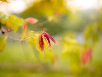 Close-up of flowers against blurred background
