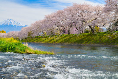 View of cherry blossom by lake against sky