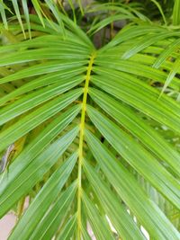 Close-up of green leaves