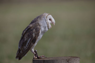Close-up of bird perching on wood