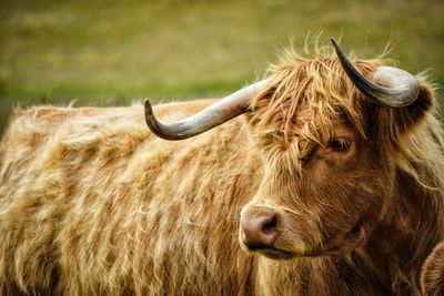 Close-up of goat on field