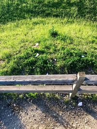 Bird on grass