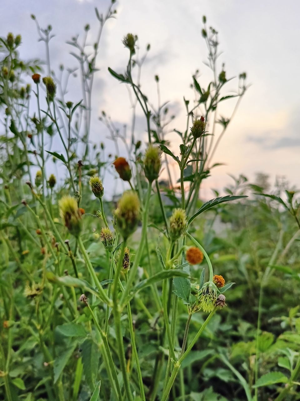 plant, nature, flower, growth, food, prairie, no people, food and drink, beauty in nature, wildflower, meadow, green, flowering plant, sky, freshness, close-up, focus on foreground, land, grass, day, outdoors, environment, plant part, landscape, agriculture, leaf, field, healthy eating, fruit, cloud, tree