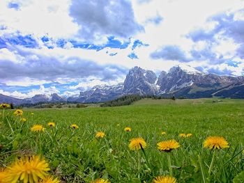 Scenic view of flowering plants on field against sky