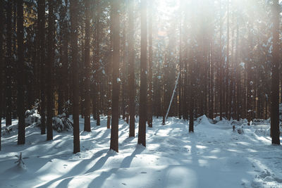 Frosty winter landscape in snowy forest with warm light getting through trees