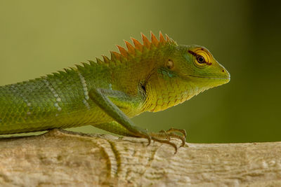 Close-up of lizard on wood