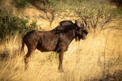 Side view of a horse on field