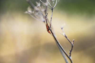 Close-up of spider on web