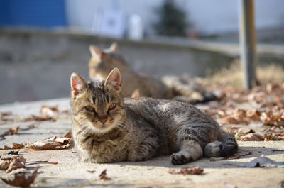 Portrait of a cat resting