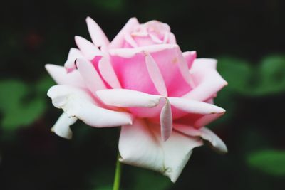 Close-up of pink flower blooming outdoors