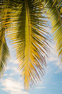 Low angle view of palm tree leaves against sky