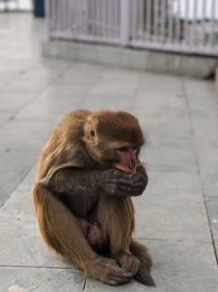 Baboon sitting on footpath