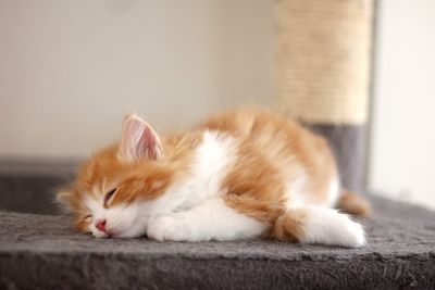 Close-up of cat lying on floor at home